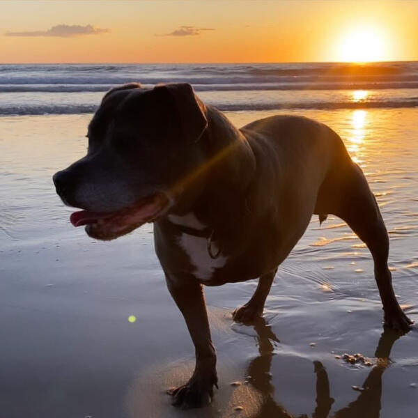 Raff the 3 legged Staffy enjoying a beach sunrise