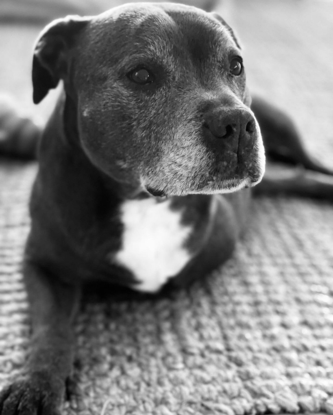 Raff the 3 legged Staffy