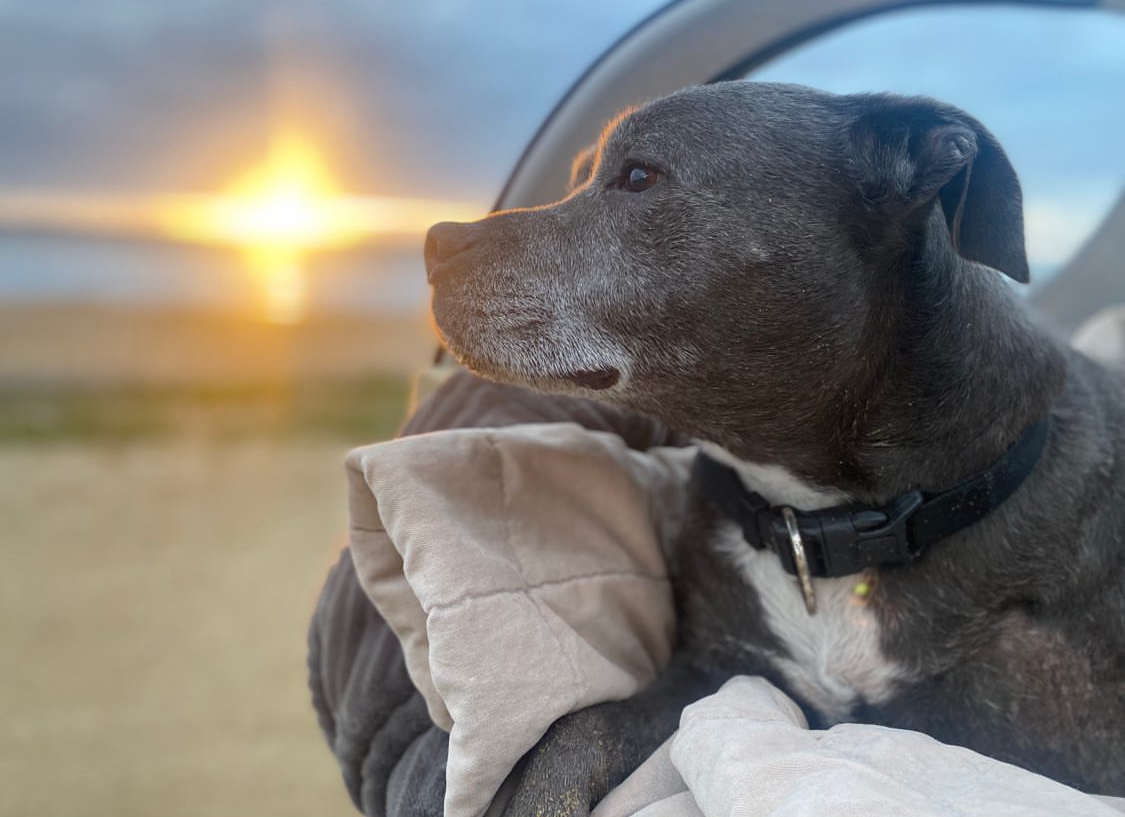 Raff watching the sunset from the car window while on a family road trip