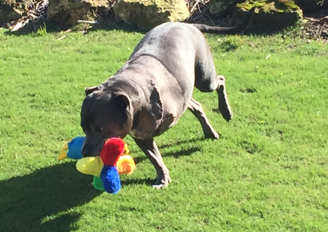 Raff playing with a toy in the backyard not long after surgery - stitches still in and all!